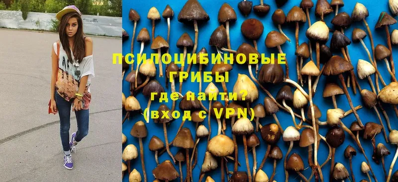 Псилоцибиновые грибы Psilocybine cubensis  наркошоп  Кинель 